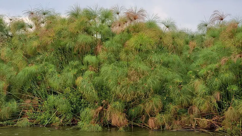 Shery Tours Egypt: papyrus plant